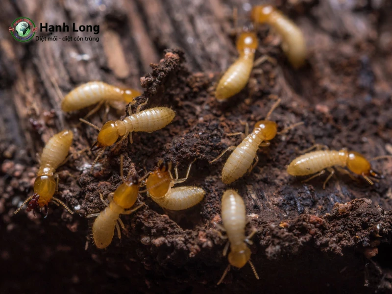 diệt mối trong tường nhà