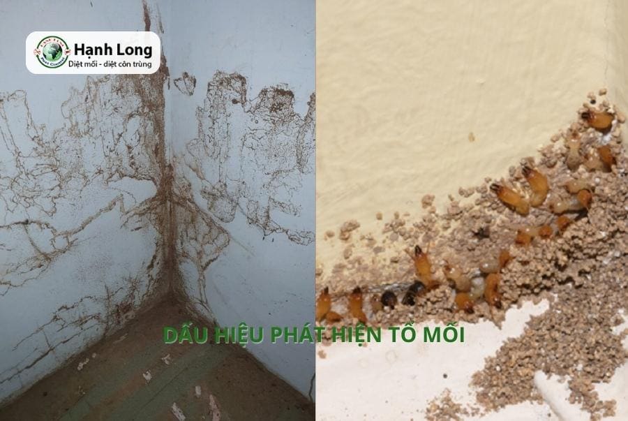 Nhận biết và tìm tổ mối phá hoại ngầm bên trong