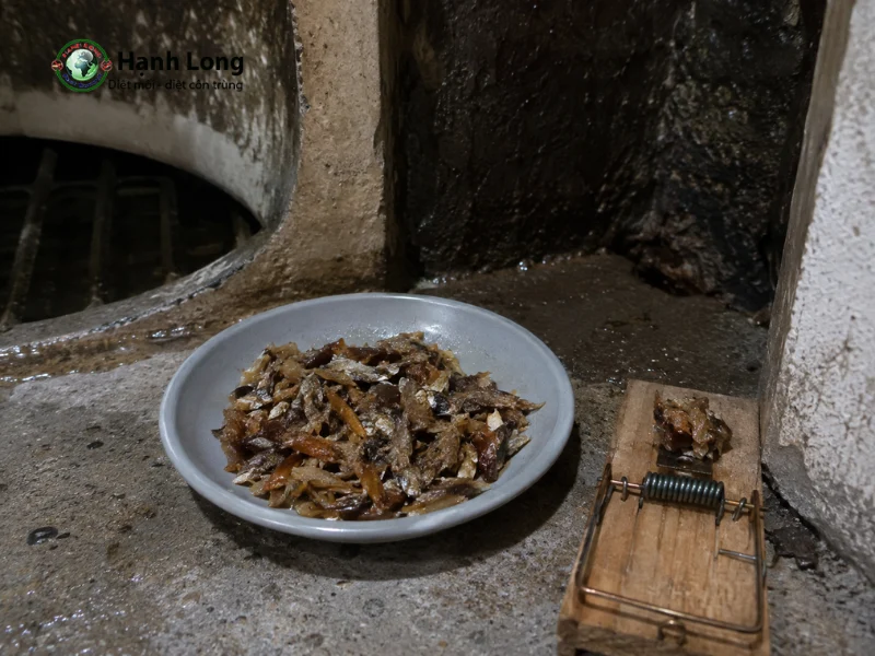 chuột thích ăn mồi gì nhất