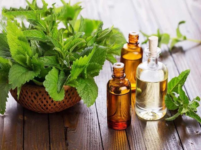 Cách làm tinh dầu bạc hà bằng phương pháp chưng cất 