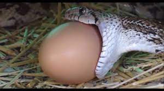 cách ngăn chặn rắn vào nhà 6