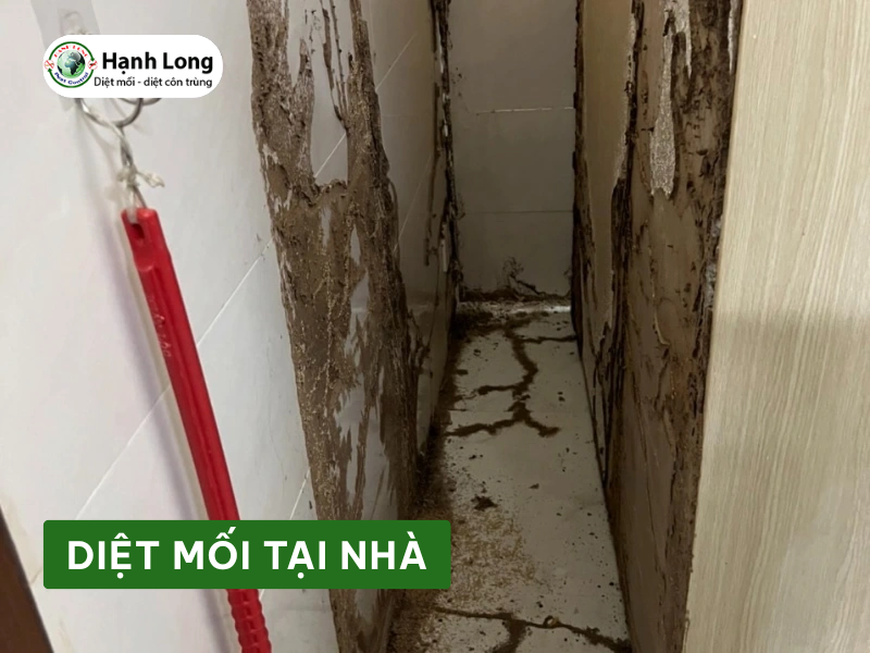 Dịch vụ diệt mối tại nhà