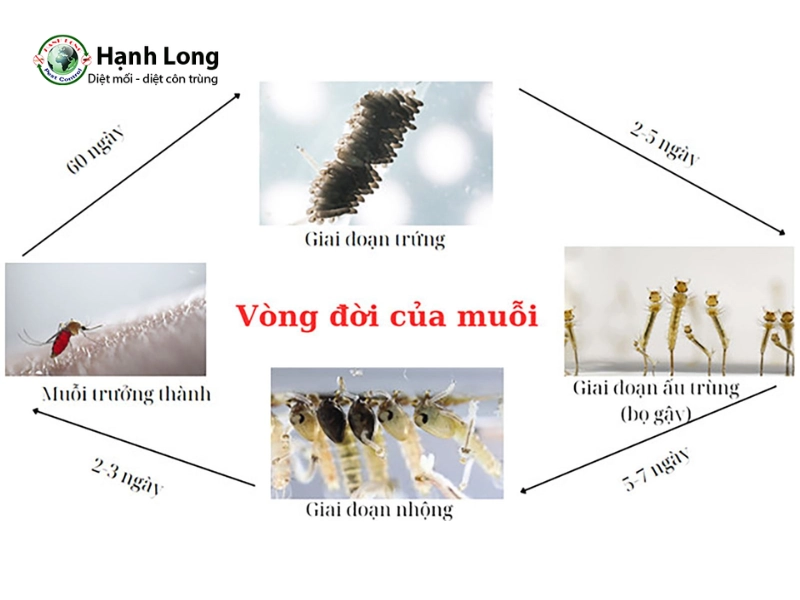 vòng đời của muỗi