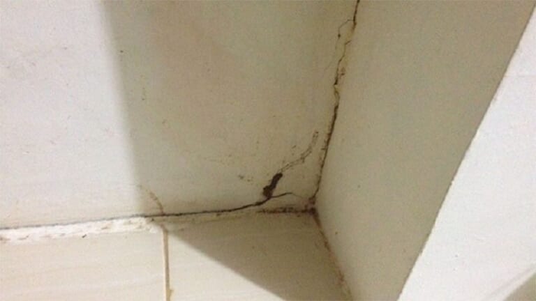 Cách diệt mối trong tường nhà đơn giản và hiệu quả nhất