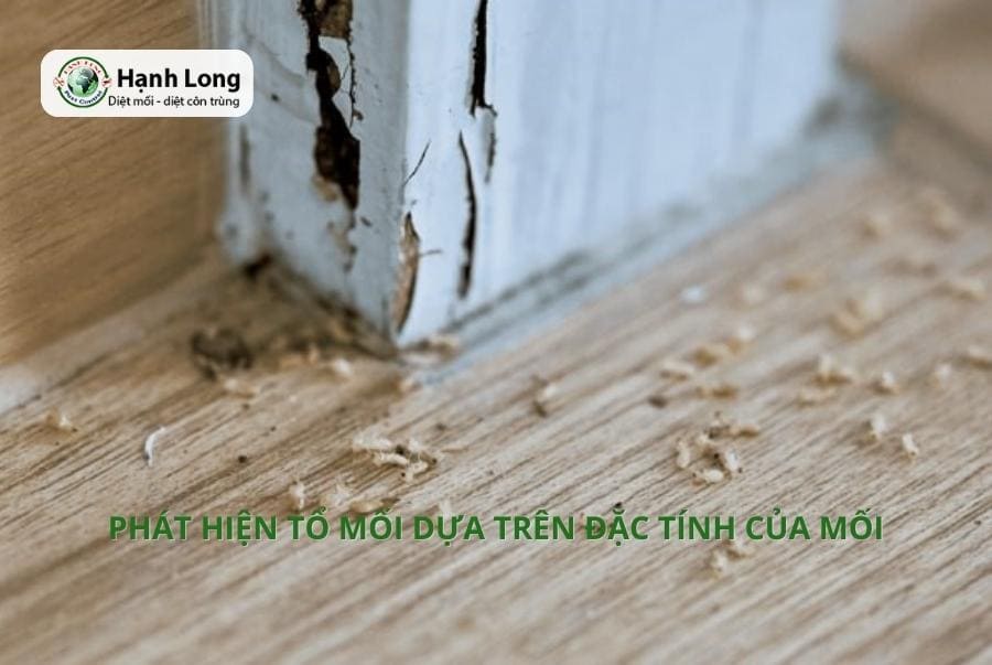 Cách phát hiện tổ mối theo dấu vết