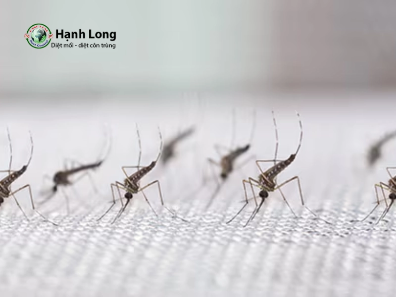 cách diệt muỗi mắt