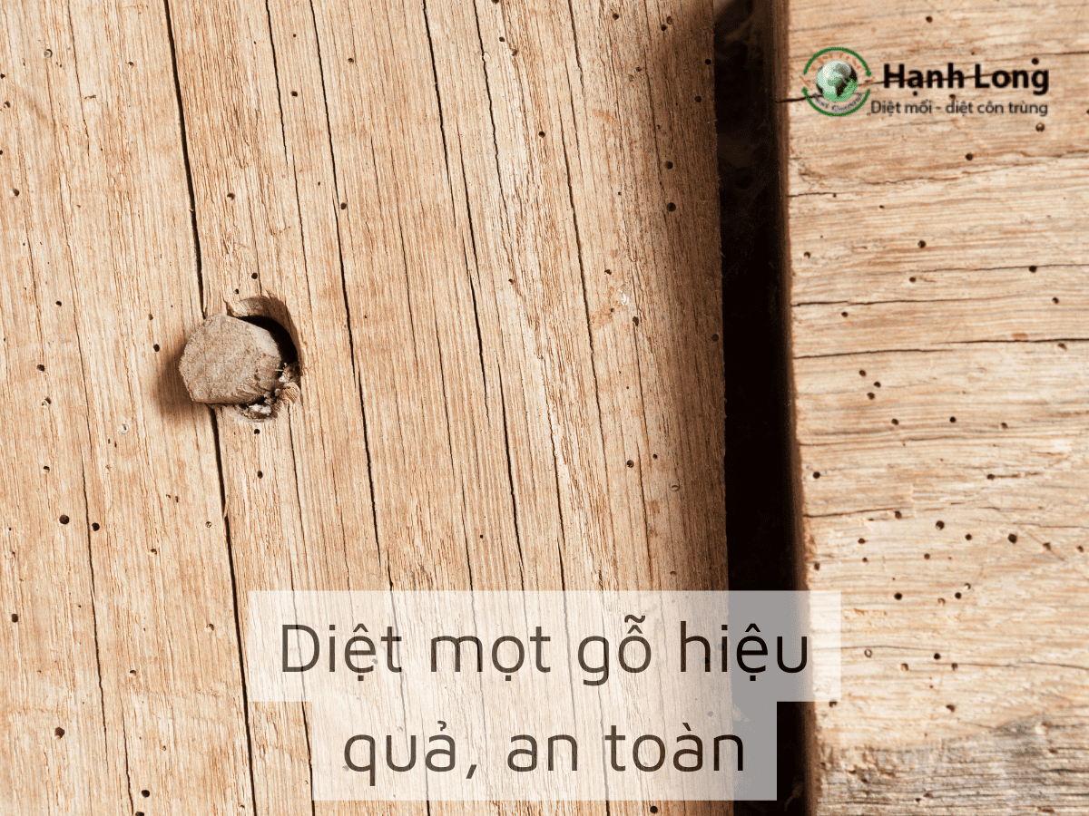 Diệt mọt gỗ đảm bảo an toàn