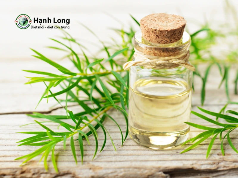 diệt côn trùng tại nhà