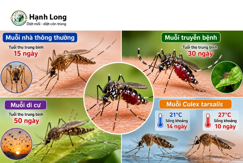 muỗi sống được bao lâu