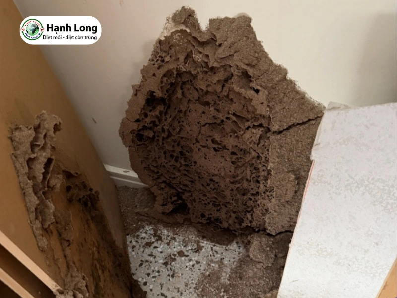 tổ mối đất trong nhà tốt hay xấu