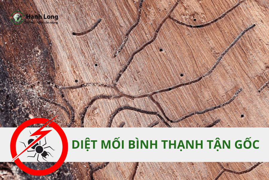Diệt Mối Tại Quận Bình Thạnh Tận Gốc, Giá Rẻ