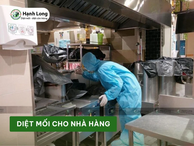 Khảo sát, xử lý mối nhà hàng
