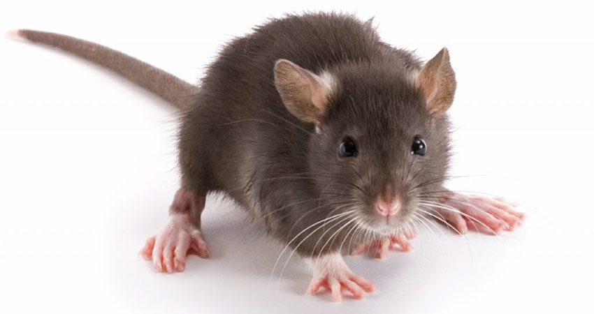 Những cách đuổi chuột hiệu quả không cần mèo hay thuốc diệt chuột