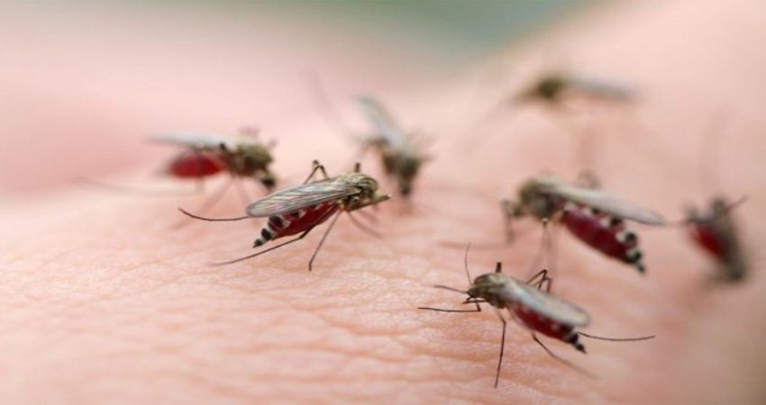 Mẹo: những cách diệt và đuổi muỗi hiệu quả