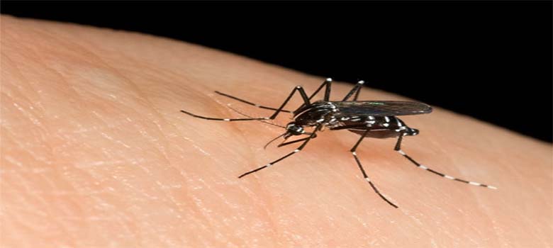 5 nhóm người có sức thu hút mạnh mẽ đối với muỗi