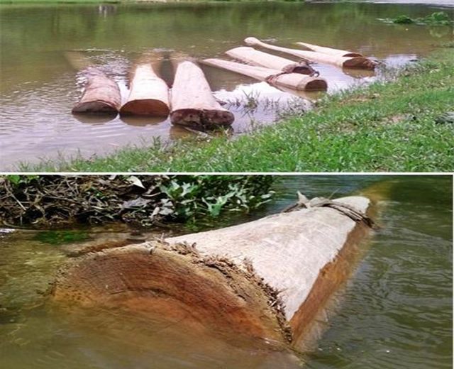 Diệt mối mọt gỗ bằng phương pháp ngâm gỗ trong nước