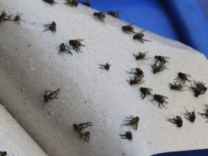 Dùng bẫy keo