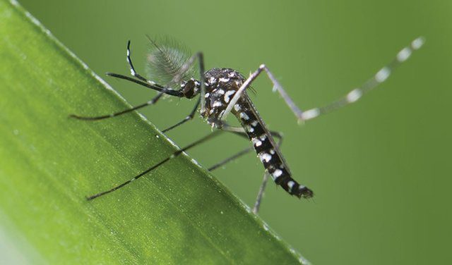 Muỗi Aedes Aegypti