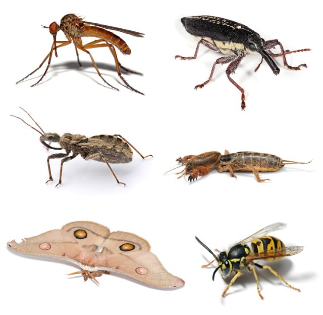 Định nghĩa về vòng đời của côn trùng