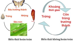 Vòng đời của côn trùng 1
