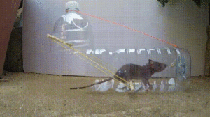 Cách bẫy chuột 4