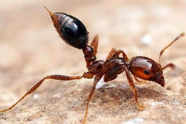 Đặc điểm của loài kiến