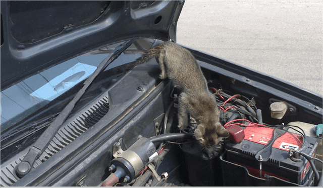 Cách chống chuột ô tô 1