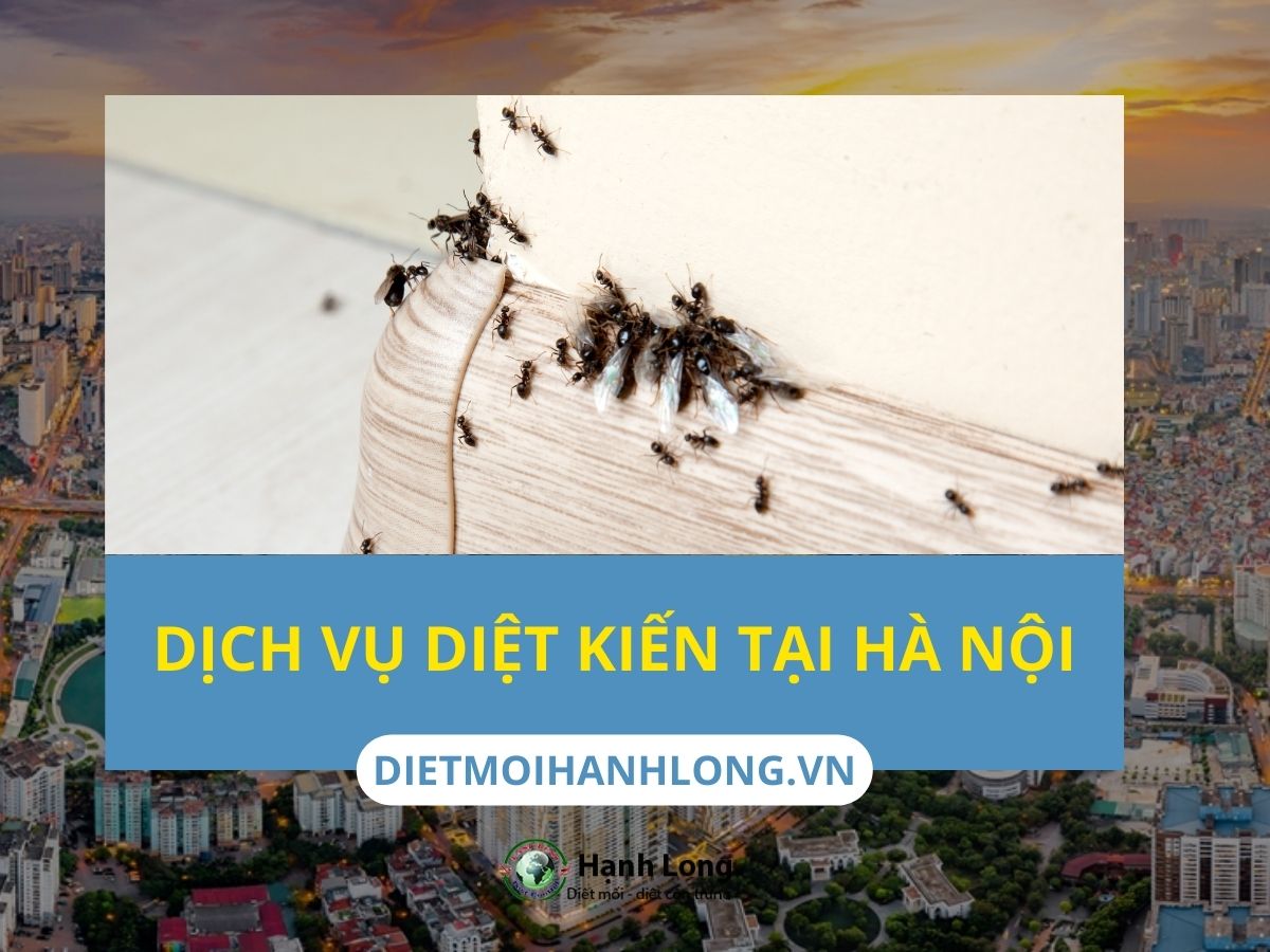 giải pháp diệt kiến tại Hà Nội
