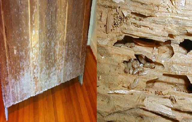 Cách xử lý gỗ chống mối mọt