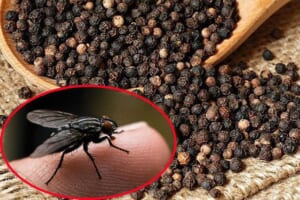 Cách đuổi ruồi vĩnh viễn 2