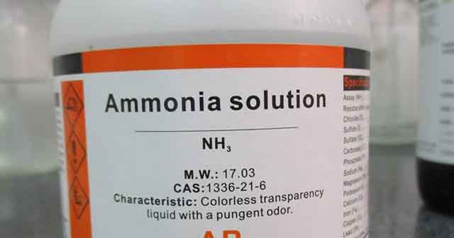 Tự chế thuốc đuổi gián với Amoniac 
