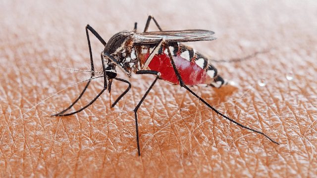 Sự nguy hiểm của muỗi