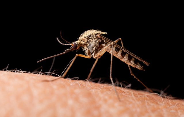 Muỗi vằn gây bệnh sốt xuất huyết cho con người như thế nào?