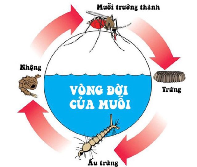 Vòng đời của muỗi 1