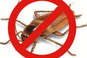 08 cách đuổi gián trong dân gian