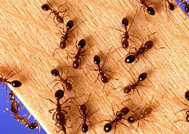 các loại côn trùng trong nhà kiến