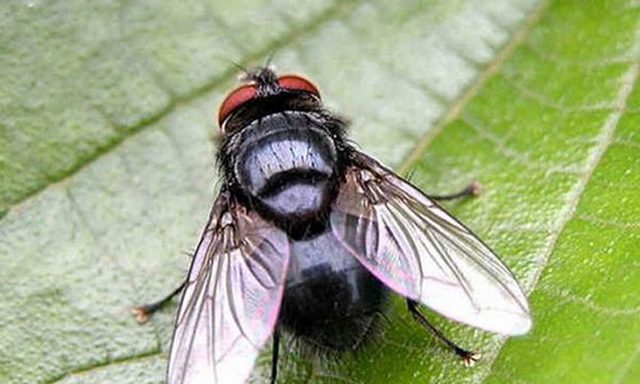 các loại côn trùng trong nhà ruồi