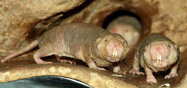 chuột sống lâu nhất thế giới