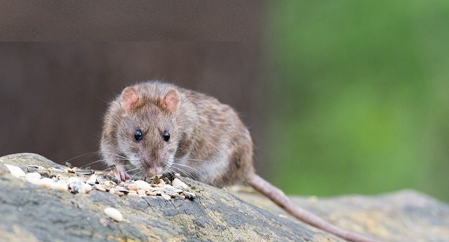 Thông tin tổng quát về chuột nâu
