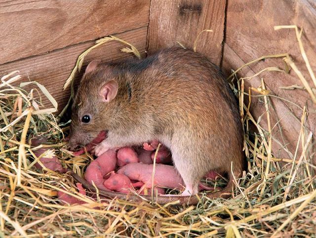 Vòng đời của chuột nâu
