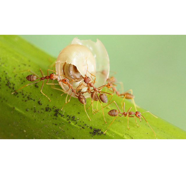Loài kiến thường gặp ở Việt Nam 1
