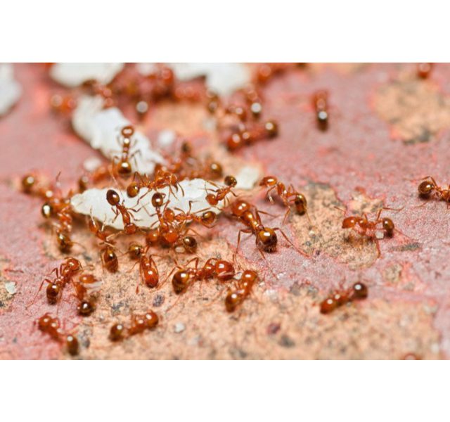 Loài kiến thường gặp ở Việt Nam 2