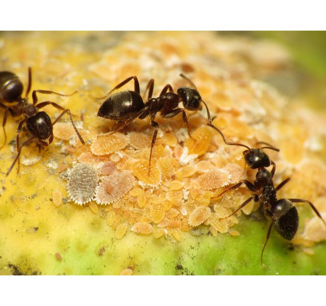Loài kiến thường gặp ở Việt Nam 3