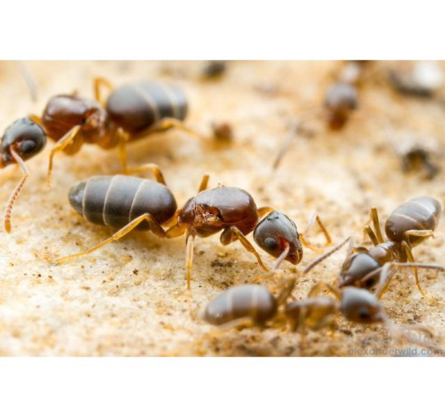 Loài kiến thường gặp ở Việt Nam 4