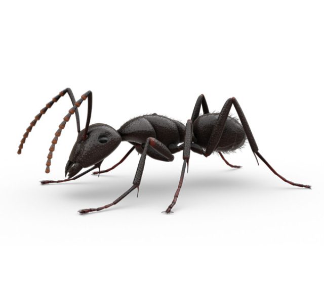 Loài kiến thường gặp ở Việt Nam 5