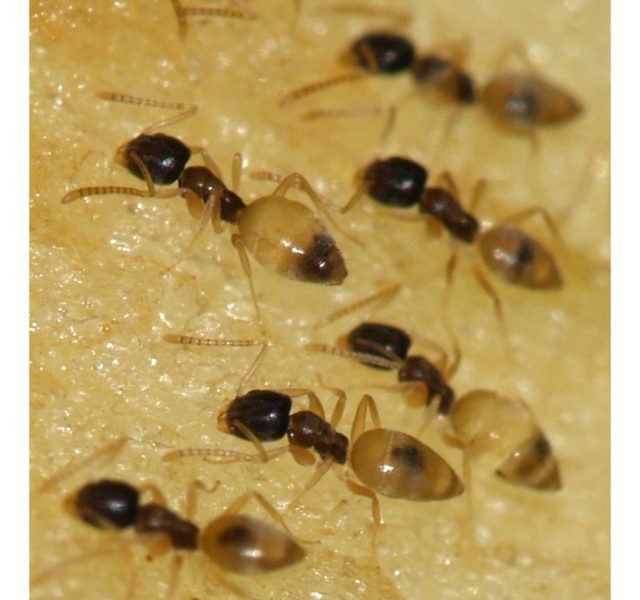 Loài kiến thường gặp ở Việt Nam 6
