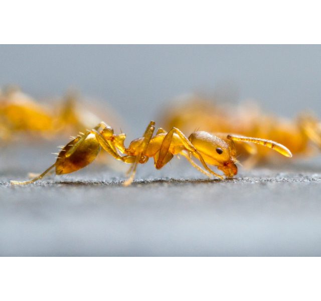Loài kiến thường gặp ở Việt Nam 7