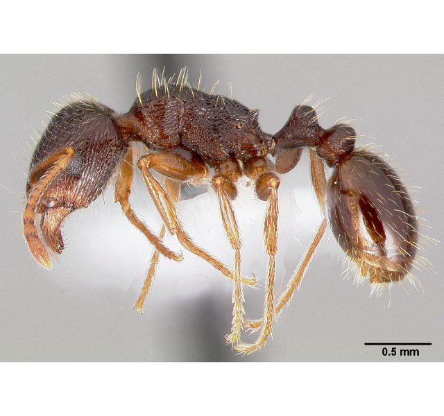 Loài kiến thường gặp ở Việt Nam 8