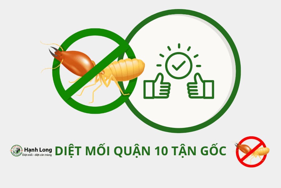 Cam kết khi triển khai diệt mối quận 10