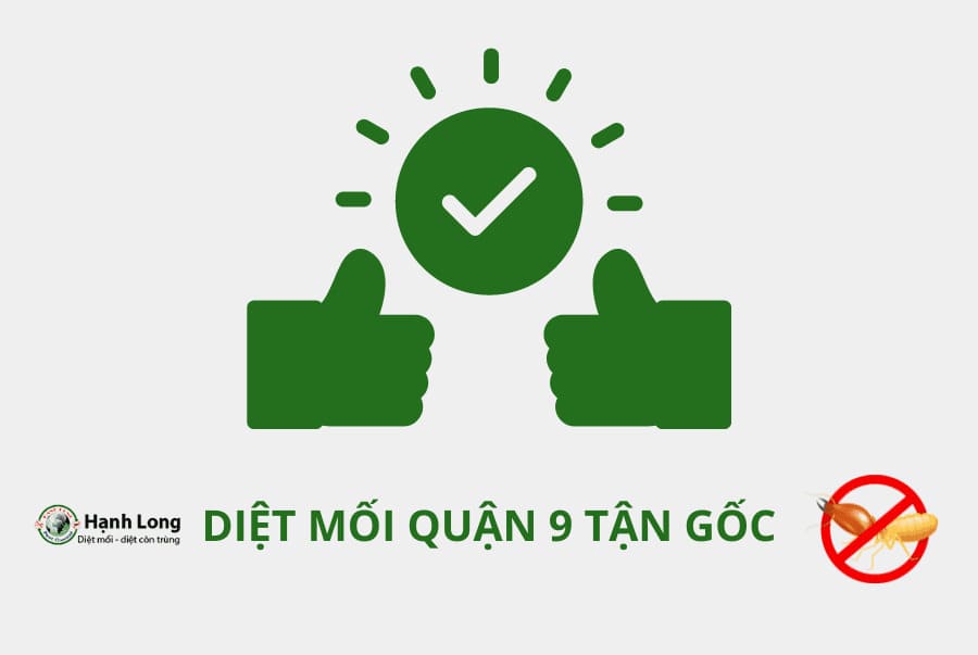 Cam kết diệt mối tận gốc tại quận 9